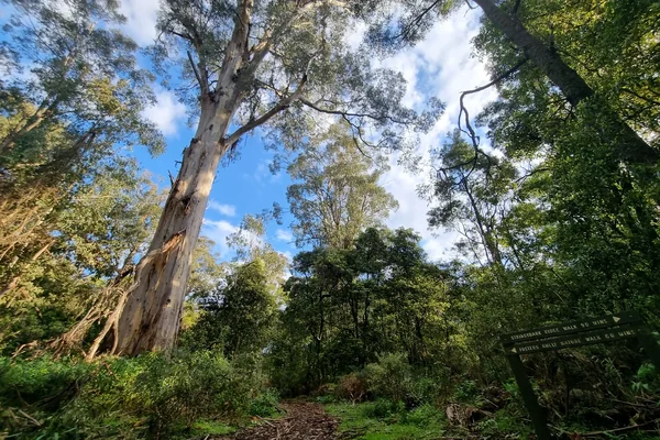 Experience Morwell National Park