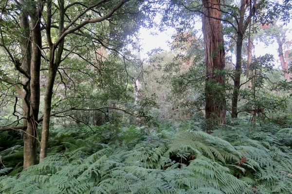 Visit Morwell National Park