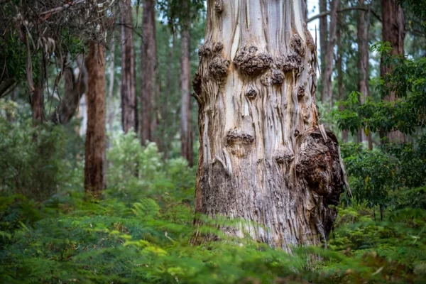 Experience Stringybark Ridge Track