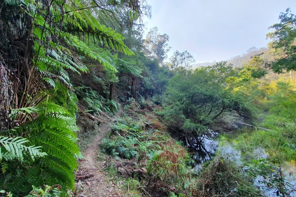 Experience Wirilda Track to Moondarra Dam