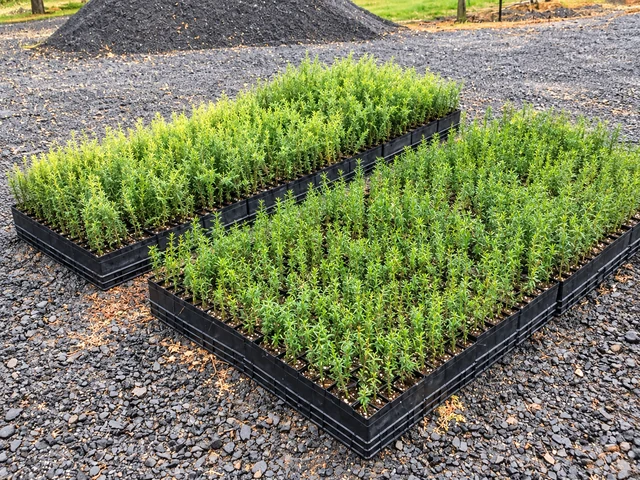 Trays of small green plants stand in neat rows on the nursery floor.