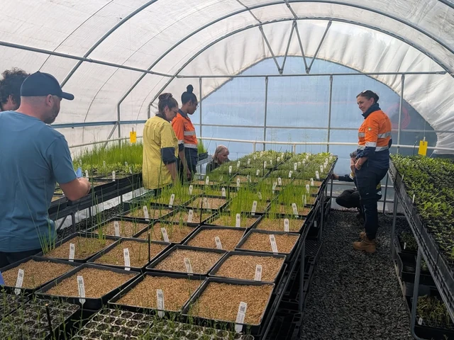 Nursery staff inspect trays of young plants inside a growing house.