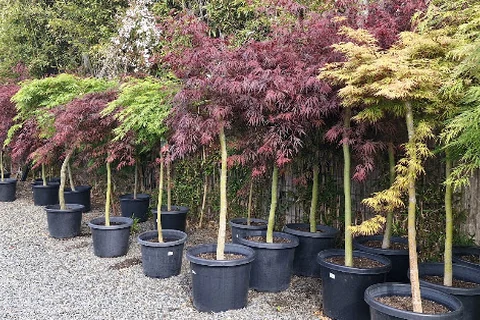 Rows of potted Japanese maples display green, burgundy and gold foliage at Traralgon West Nursery.
