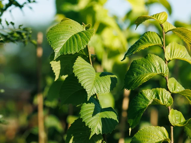 Fresh green leaves catch the sunlight on young ornamental trees.