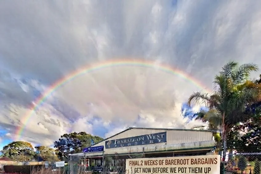 A rainbow arcs above Traralgon West Nursery and its rows of bare-root trees.