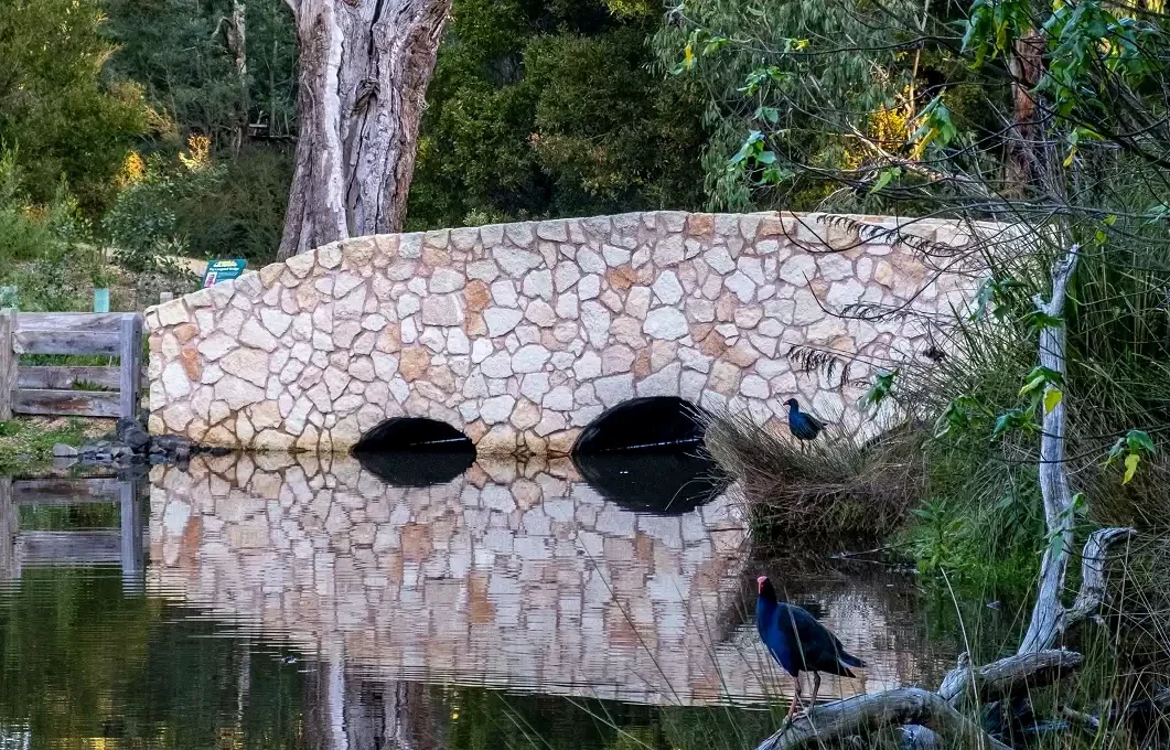 Two purple swamphens stand beside a low stone bridge reflected in the reserve's water.