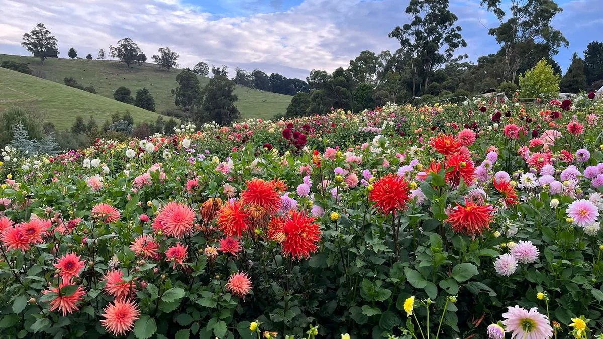 Rows of colourful dahlias spread across a hillside flower field beneath open sky.